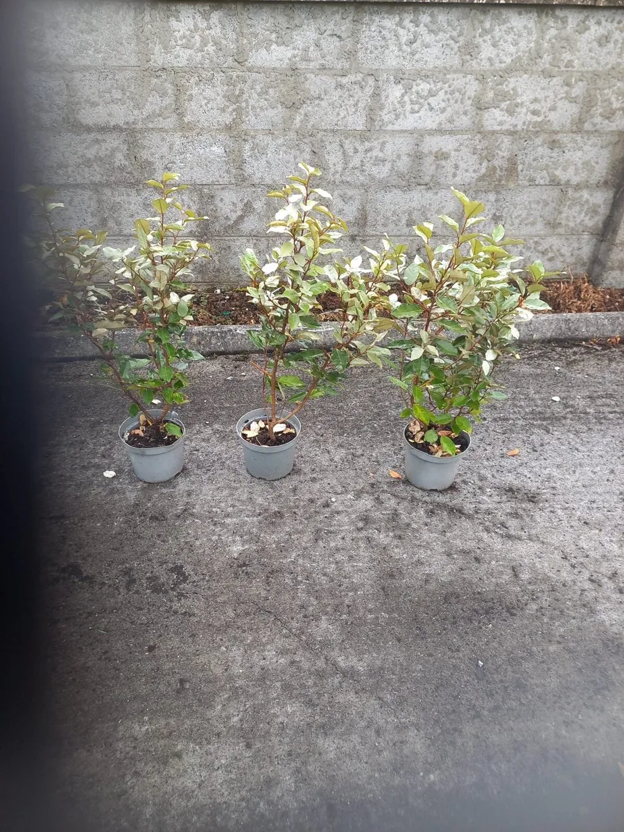 Shrubs