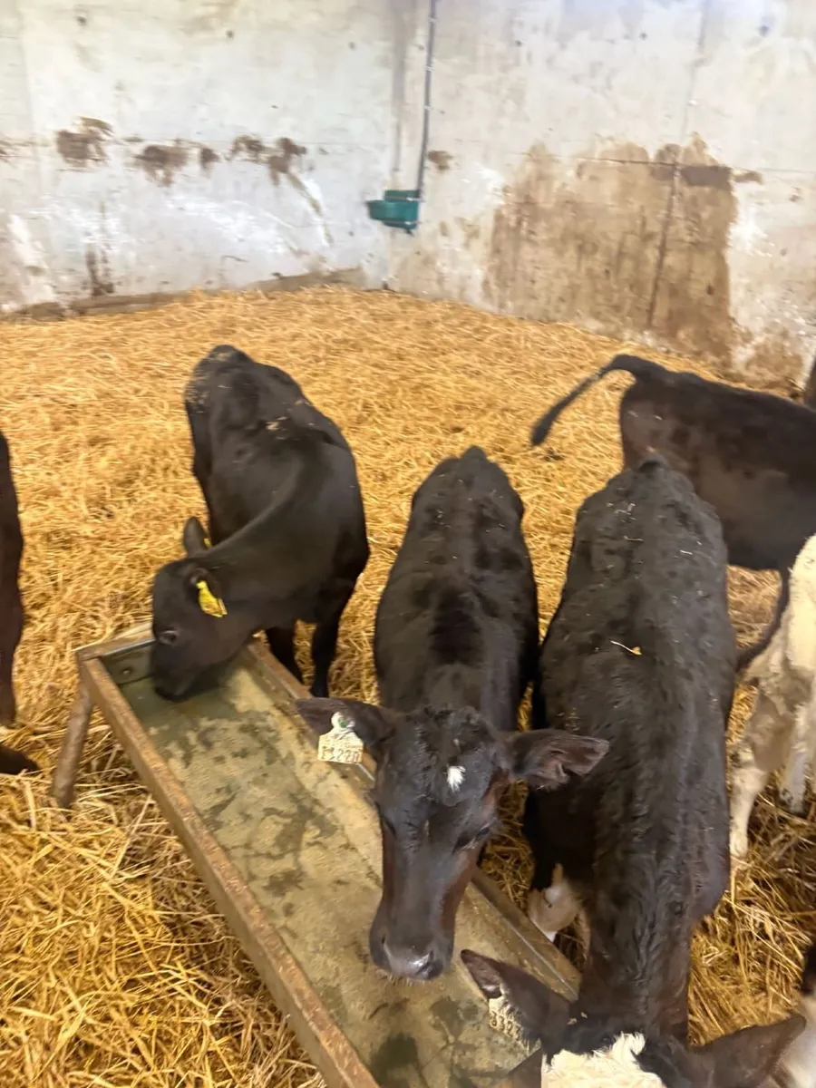 Runner calves - Image 2