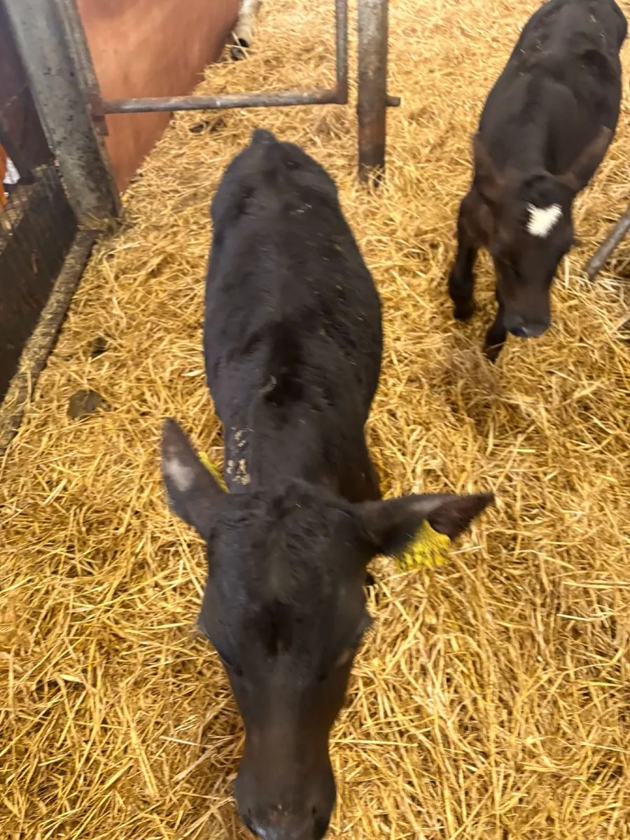 Runner calves - Image 3