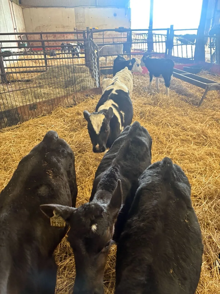 Runner calves - Image 4