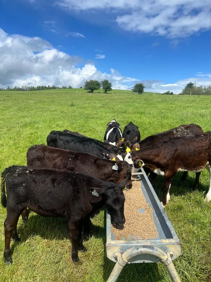 Runner calves - Image 1