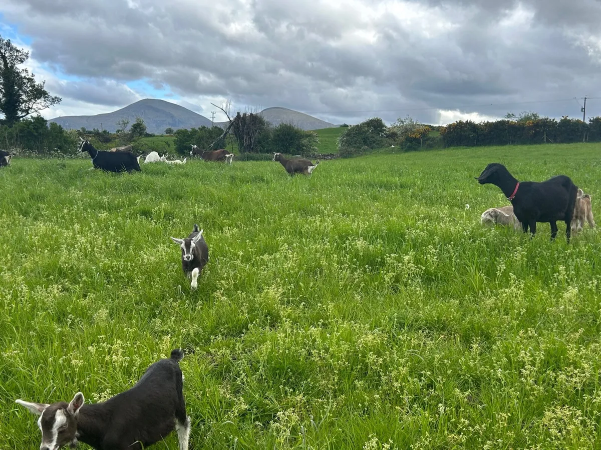 Pure bred alpine Goats - Image 1