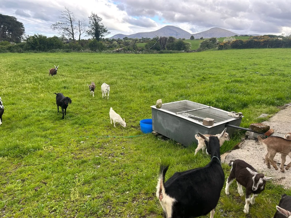 Pure bred alpine Goats - Image 2