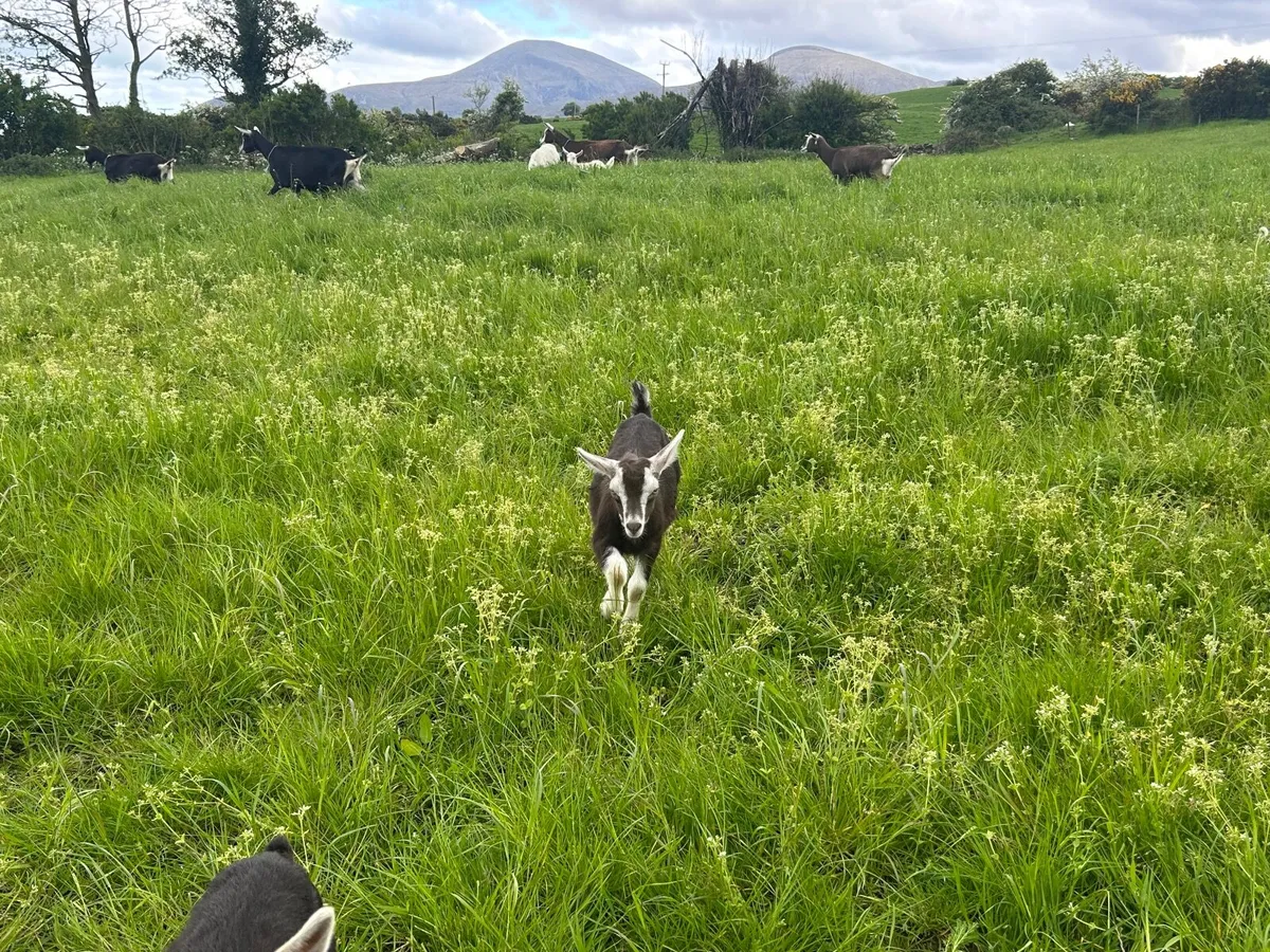 Pure bred alpine Goats - Image 3
