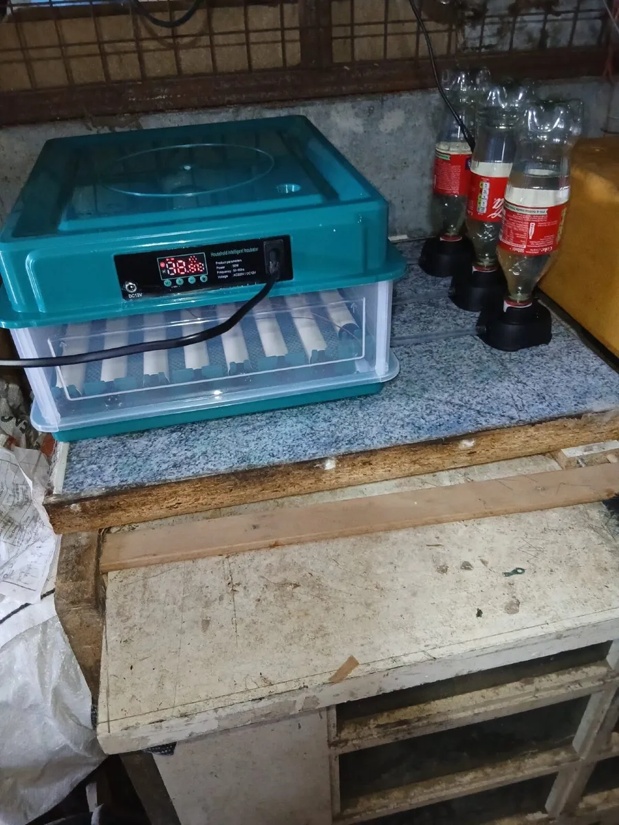Incubator - Image 1