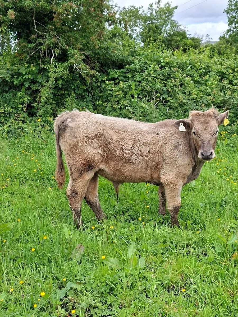 Calf - Image 1