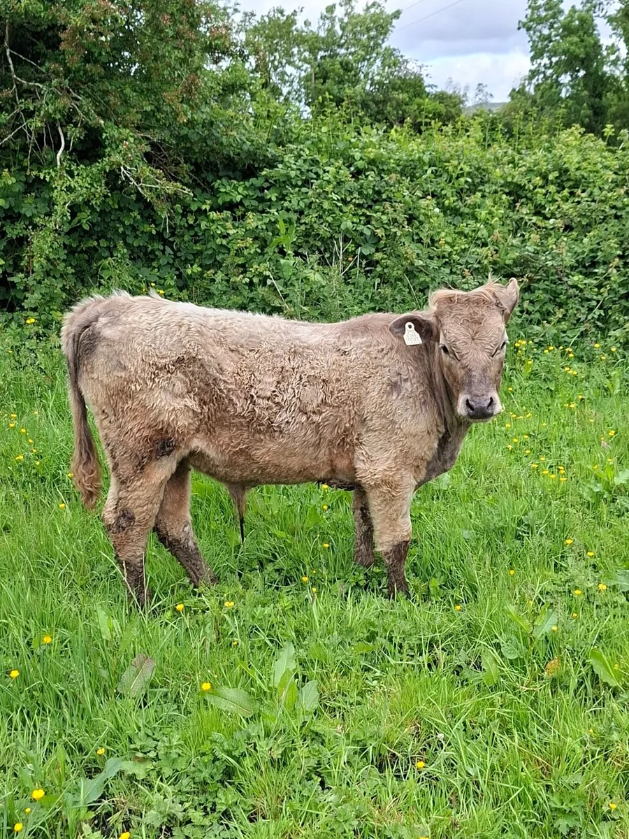Calf - Image 2
