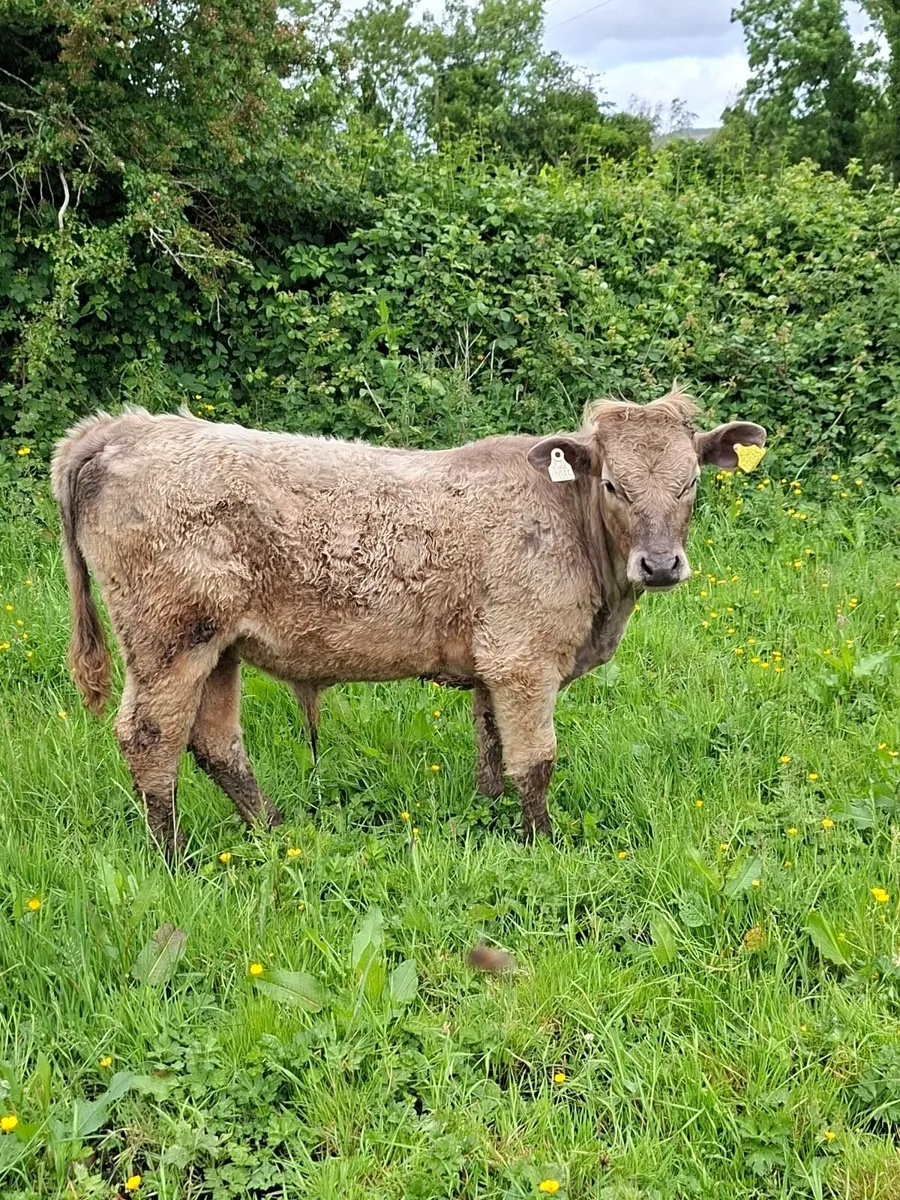 Calf - Image 3