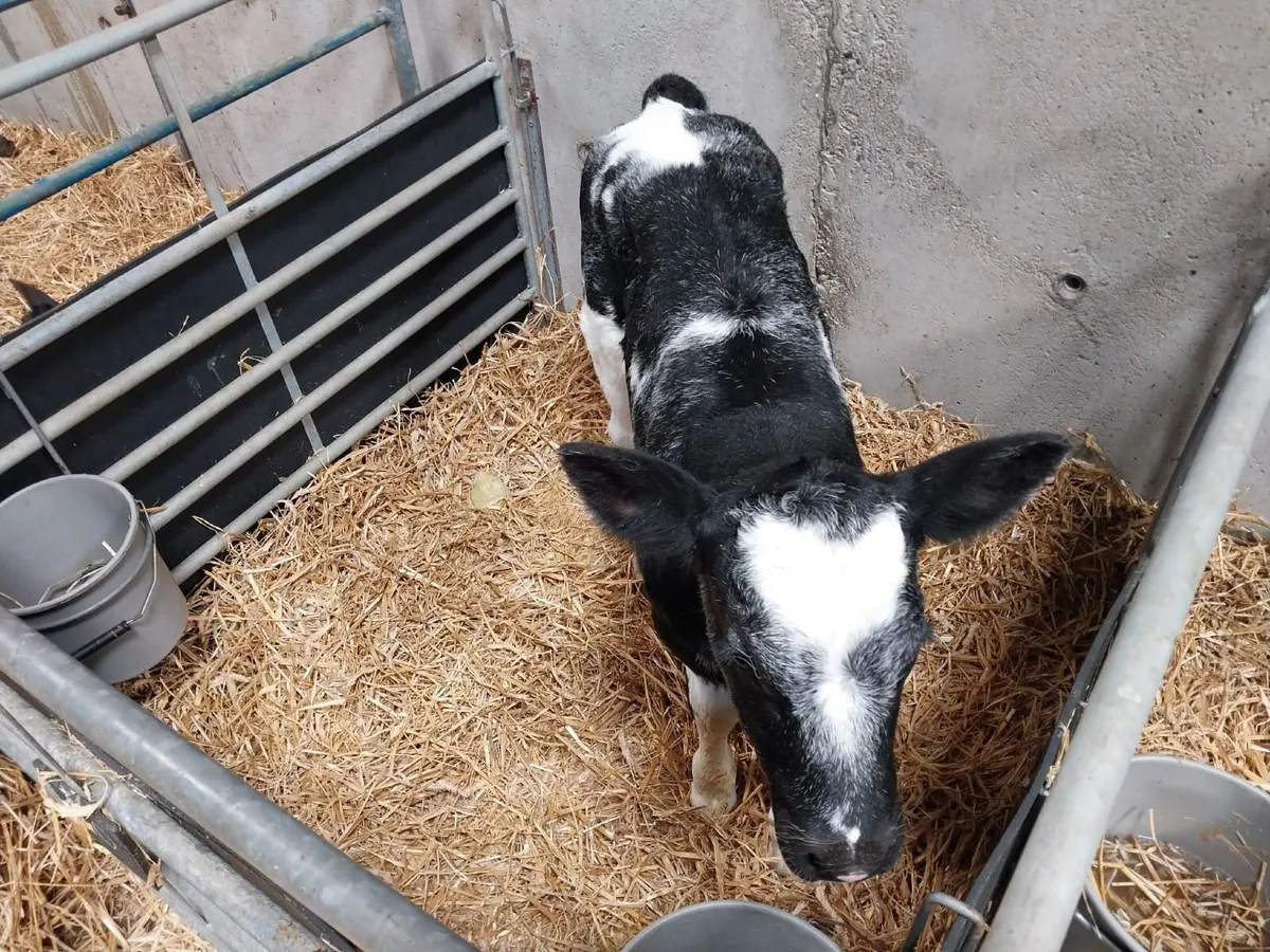 Calves - Image 1