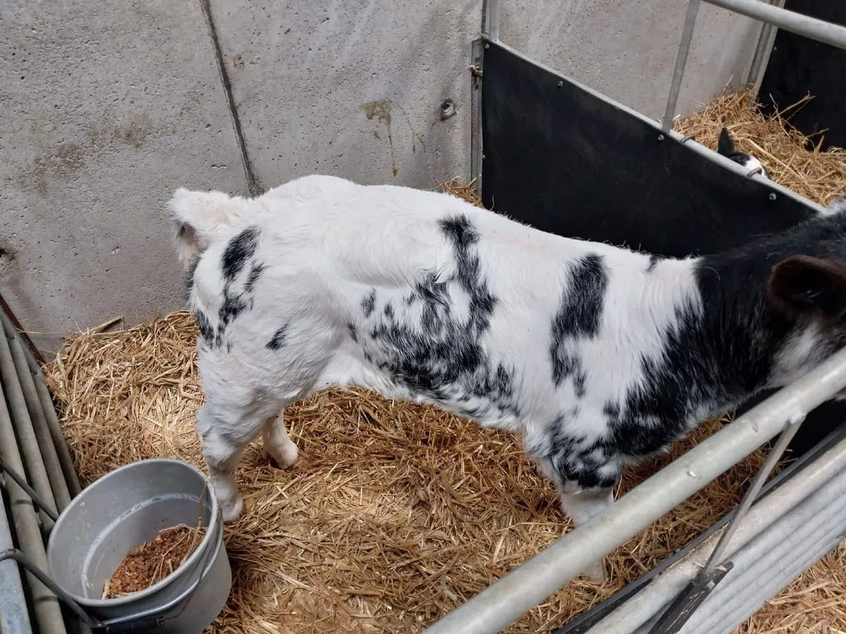 Calves - Image 3