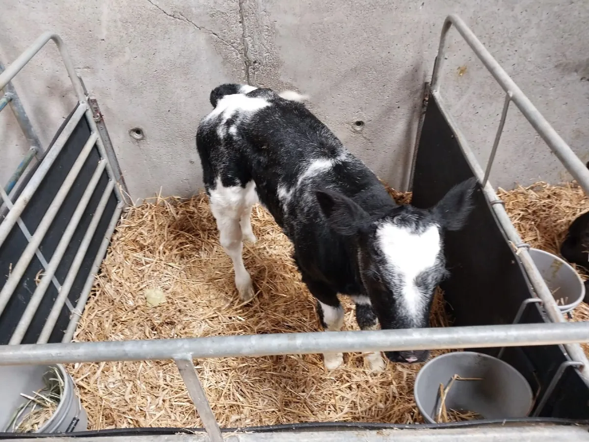 Calves - Image 2