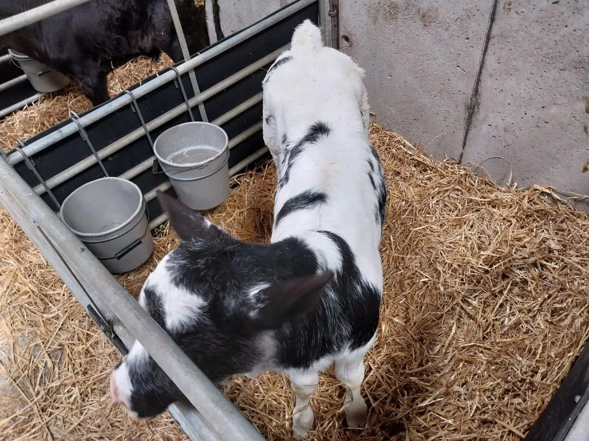 Calves - Image 4