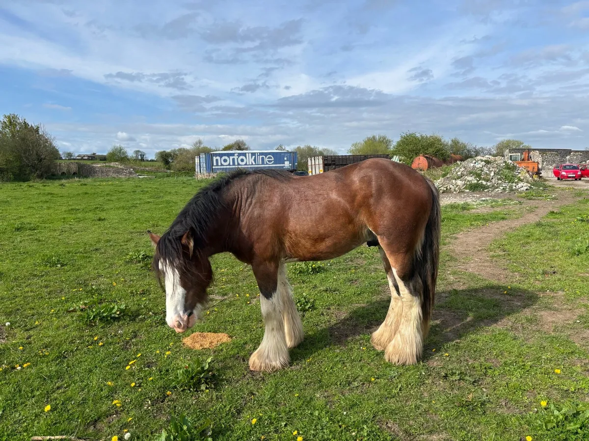 Clydsdale Stallion - Image 2