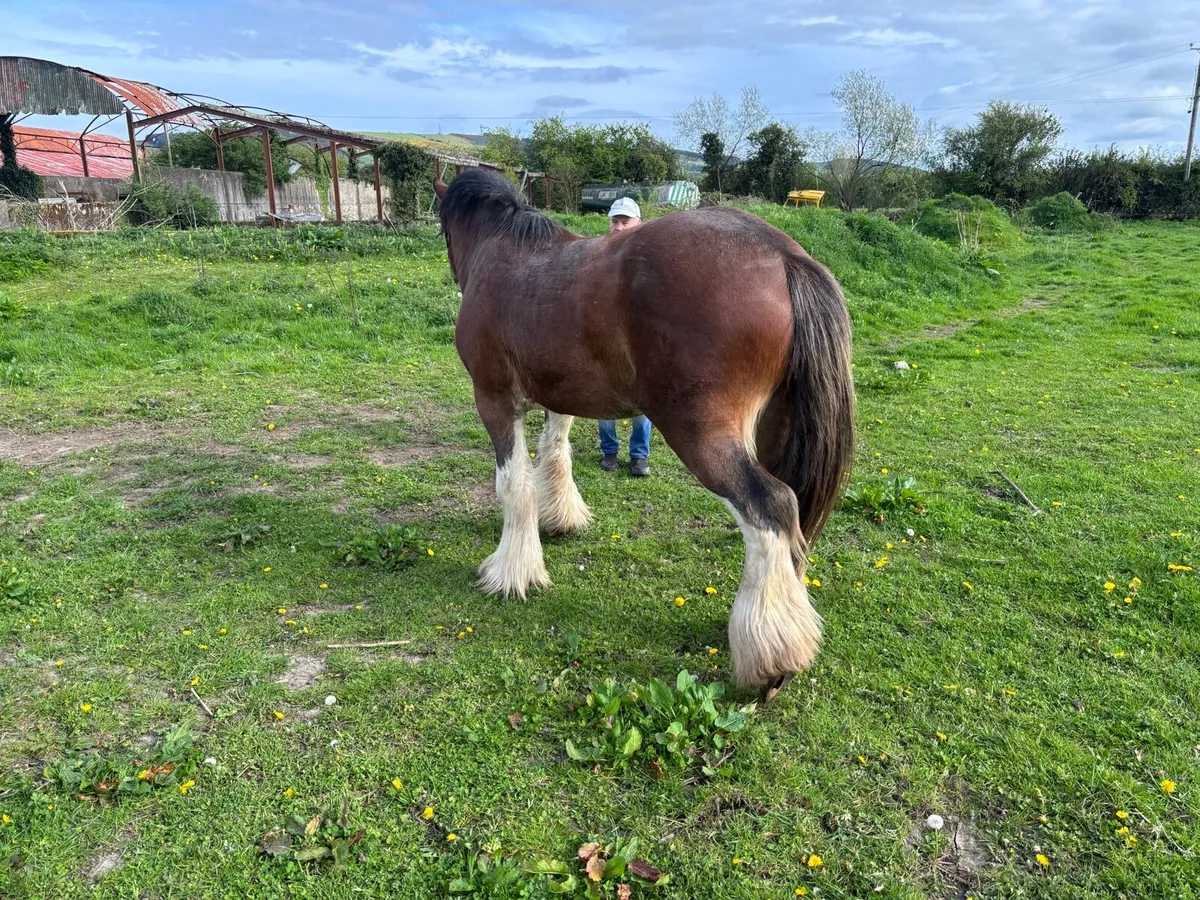 Clydsdale Stallion - Image 3