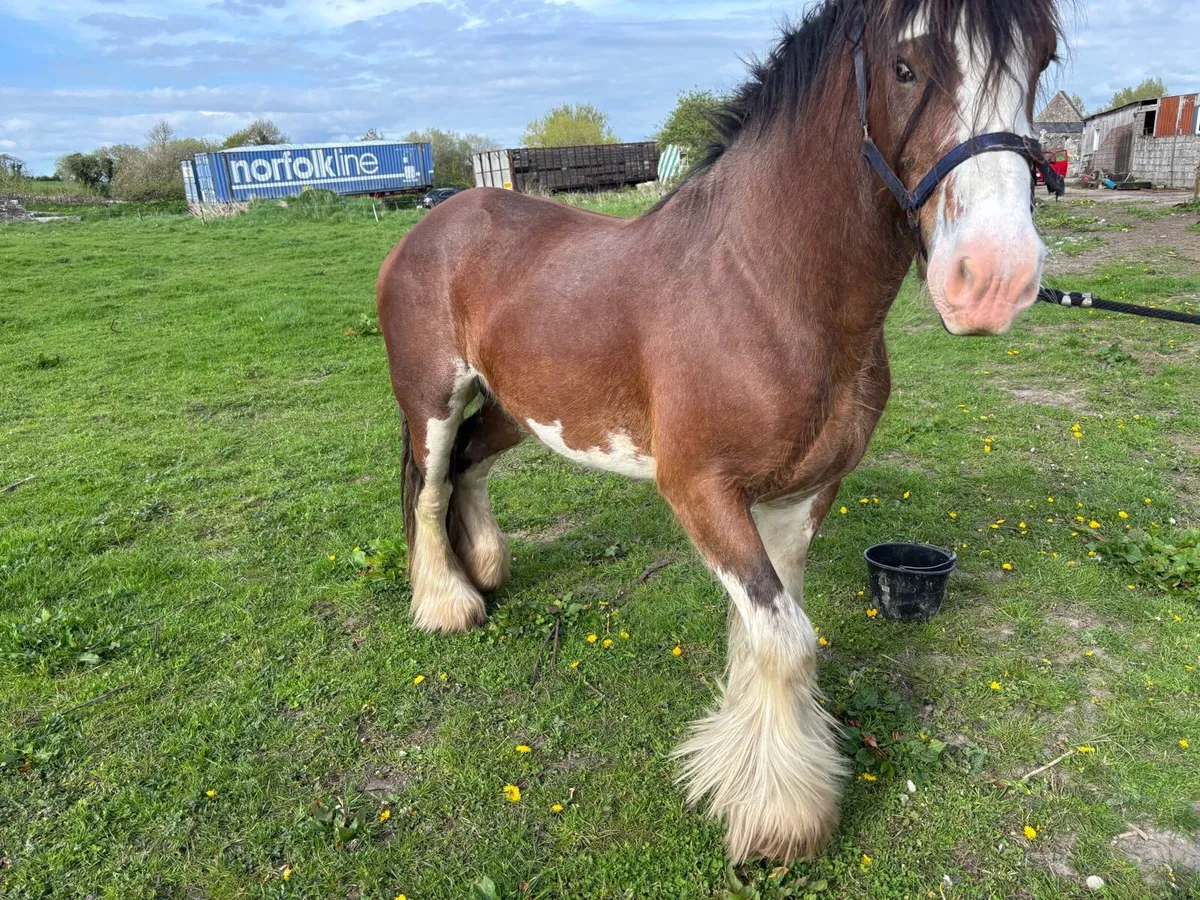 Clydsdale Stallion - Image 1