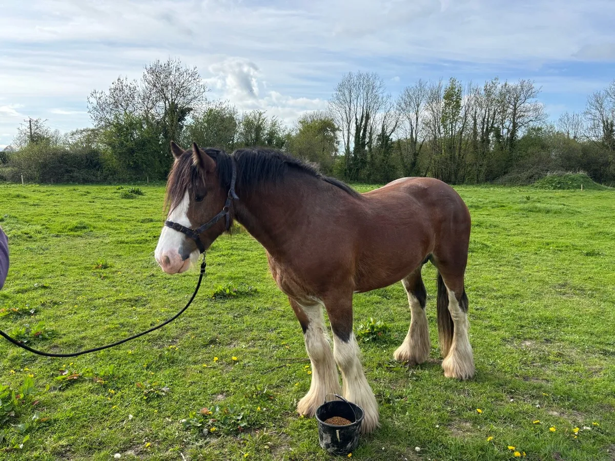 Clydsdale Stallion - Image 4