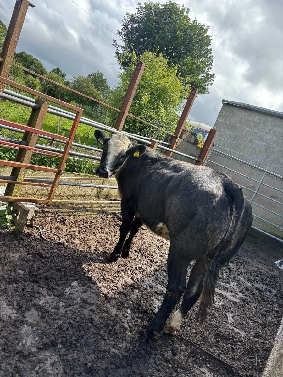 Heifers - Image 1