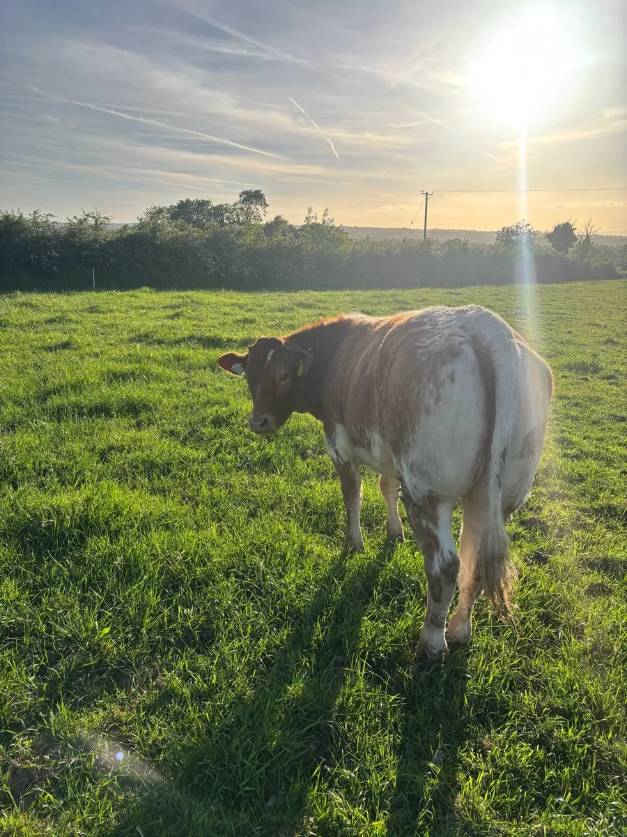 Heifers - Image 2