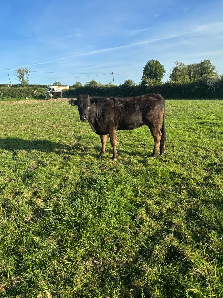 Heifers - Image 3