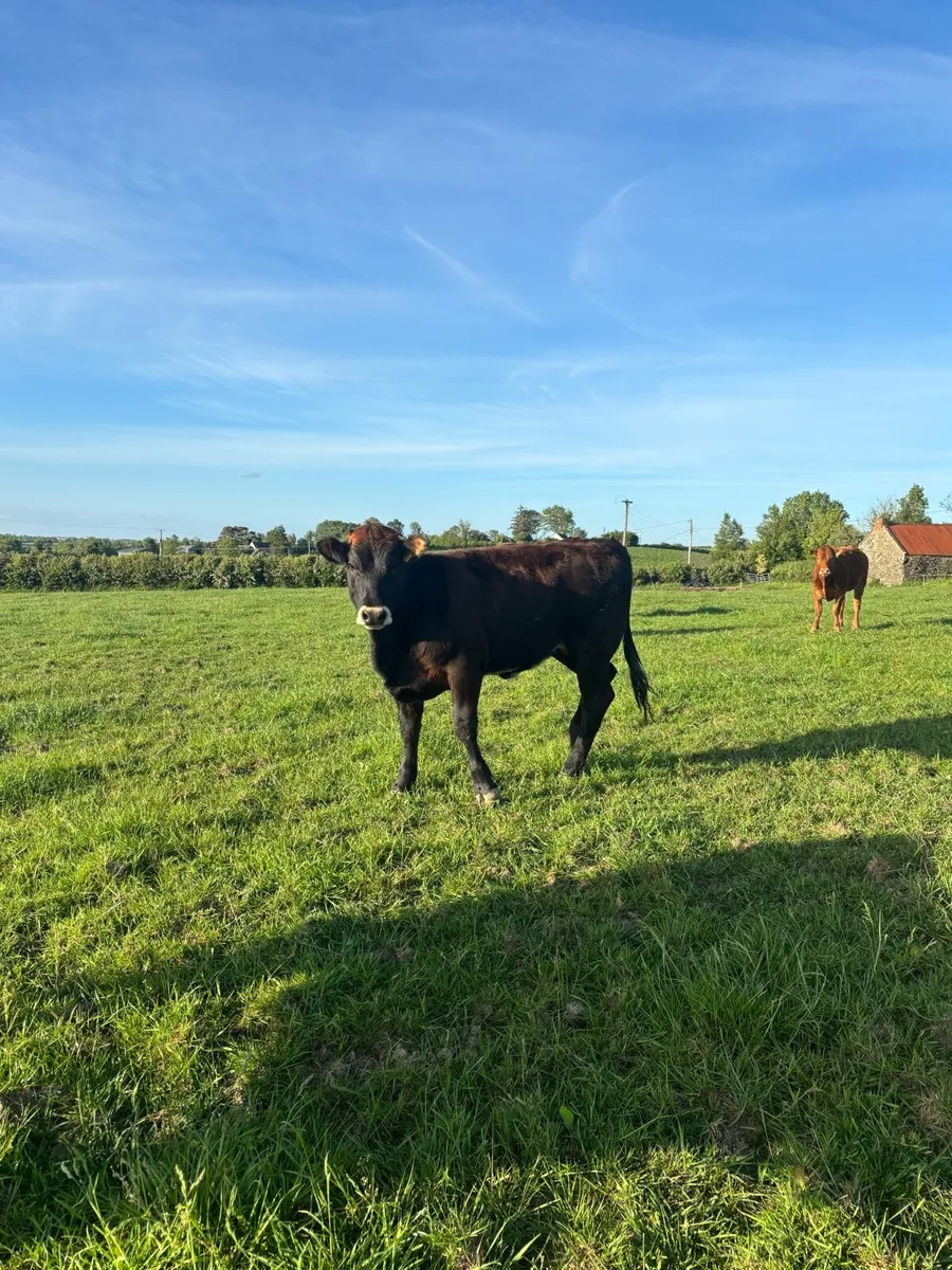 Heifers - Image 4