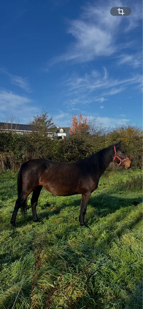 mare - Image 1