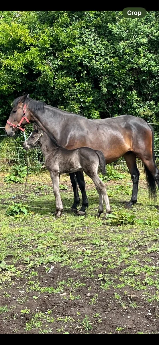 mare - Image 3