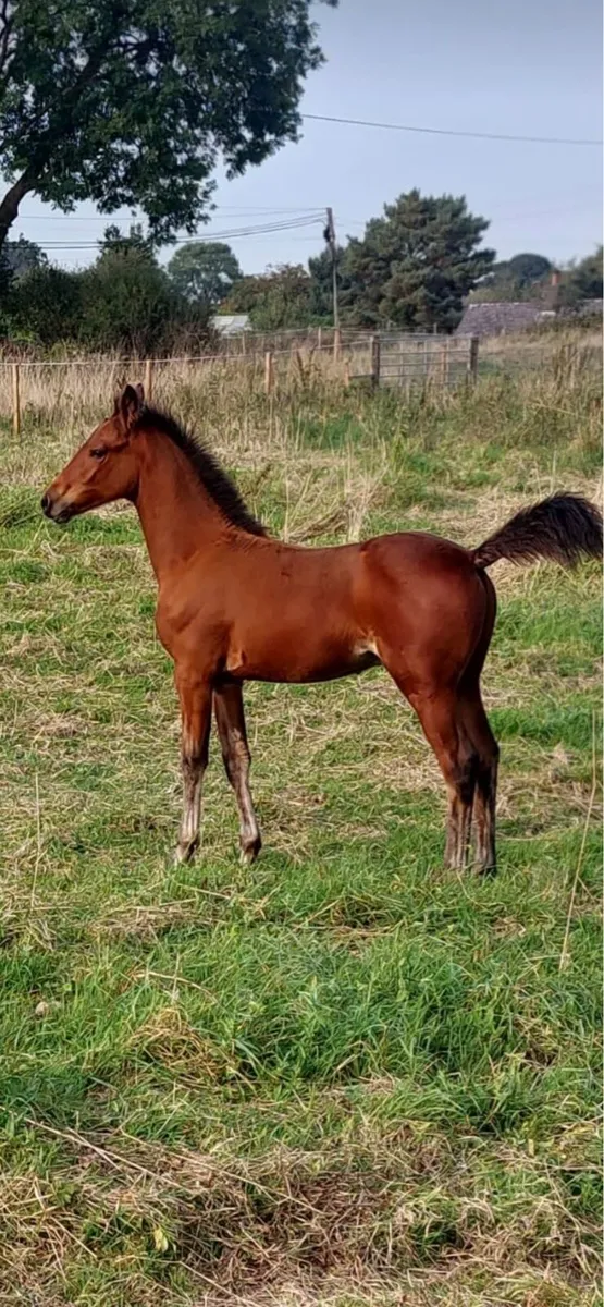 mare - Image 4