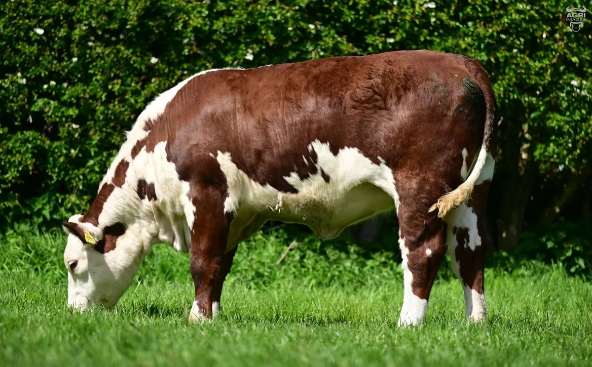 Hereford Dispersal - Image 3
