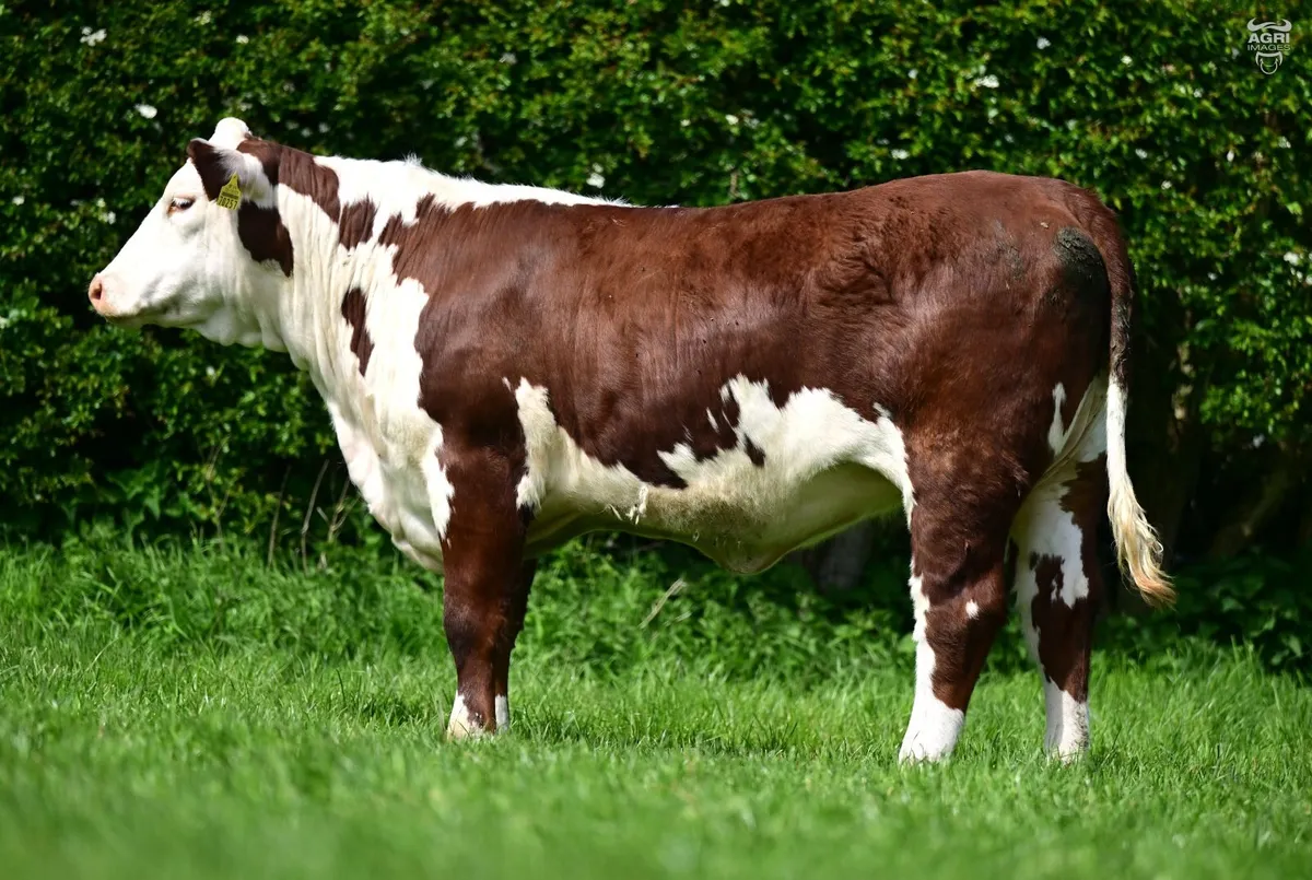 Hereford Dispersal - Image 4