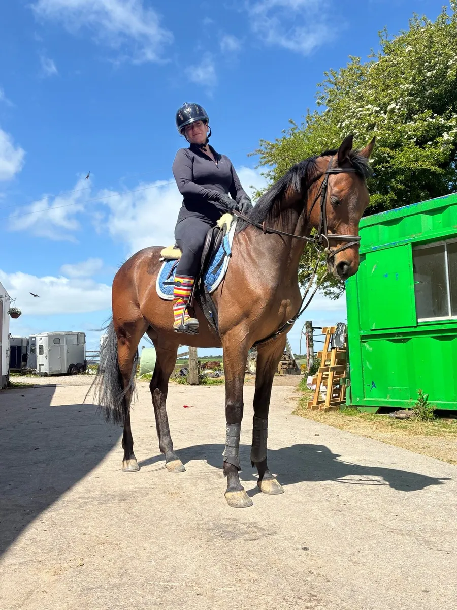 8 year old TB gelding - Image 1