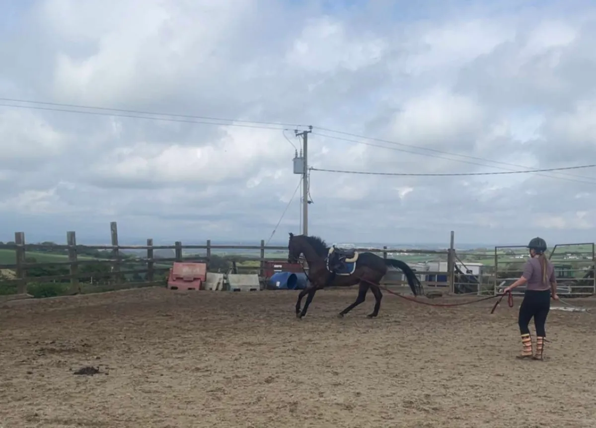 8 year old TB gelding - Image 3