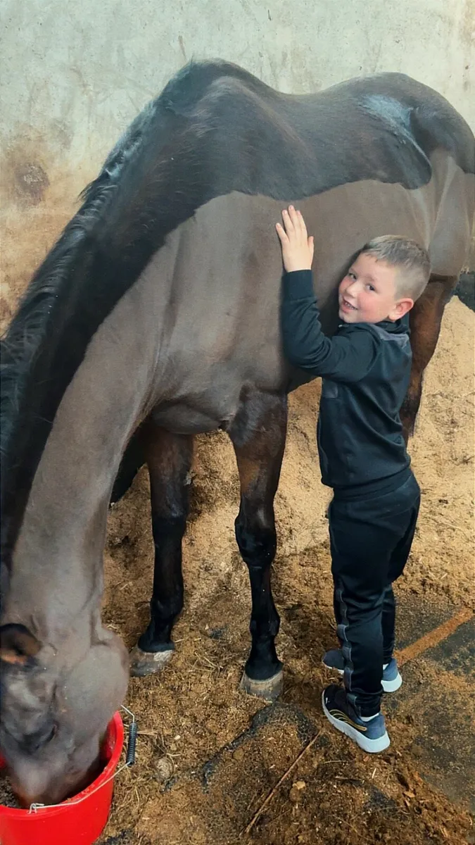 8 year old TB gelding - Image 4