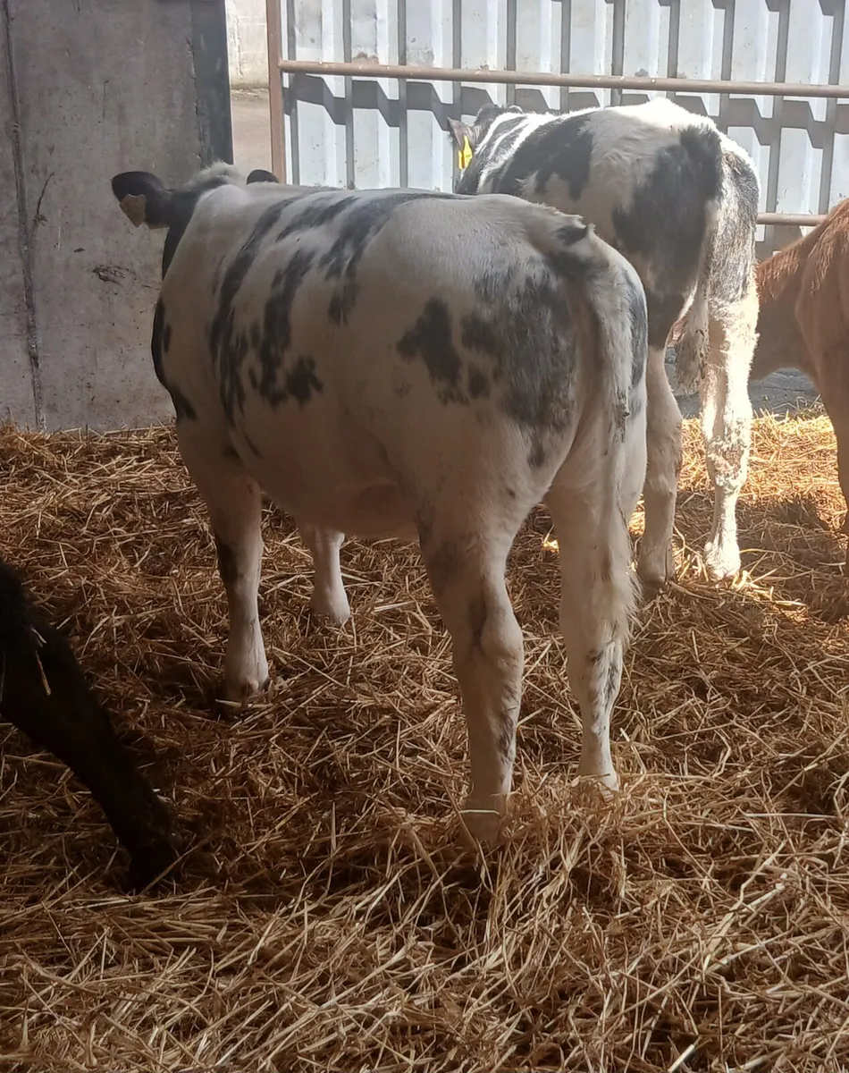 Large selection of reared Calves for sale - Image 1