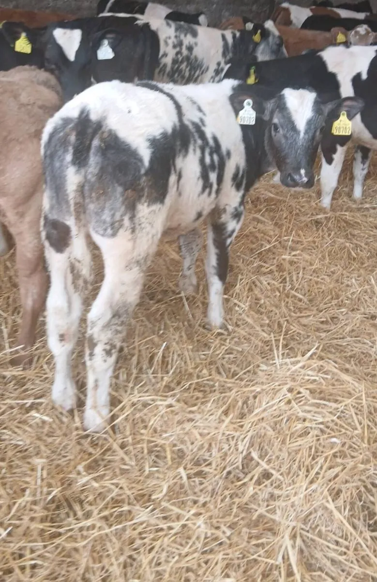 Large selection of reared Calves for sale - Image 2