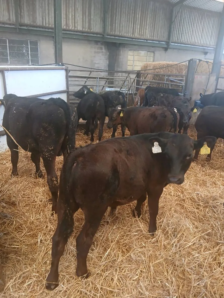 Large selection of reared Calves for sale - Image 3