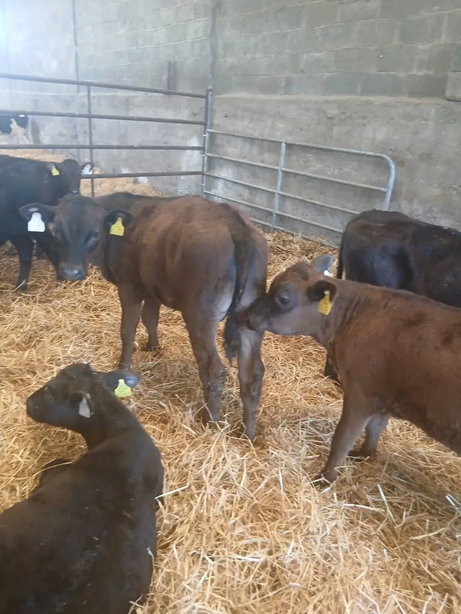 Large selection of reared Calves for sale - Image 4