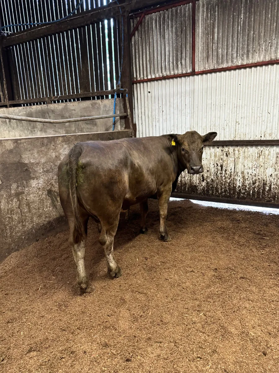 Lim cow and heifer calve - Image 2