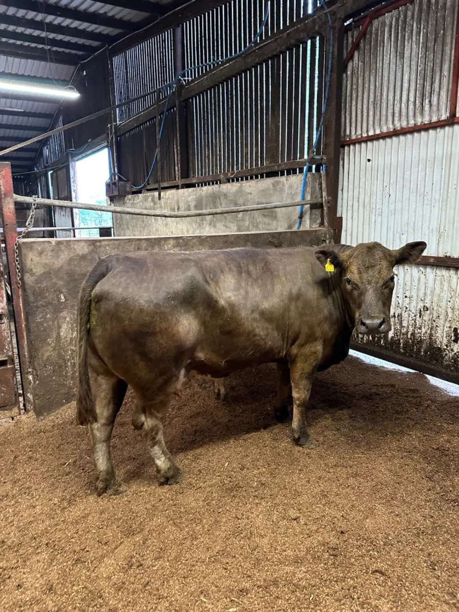 Lim cow and heifer calve - Image 3
