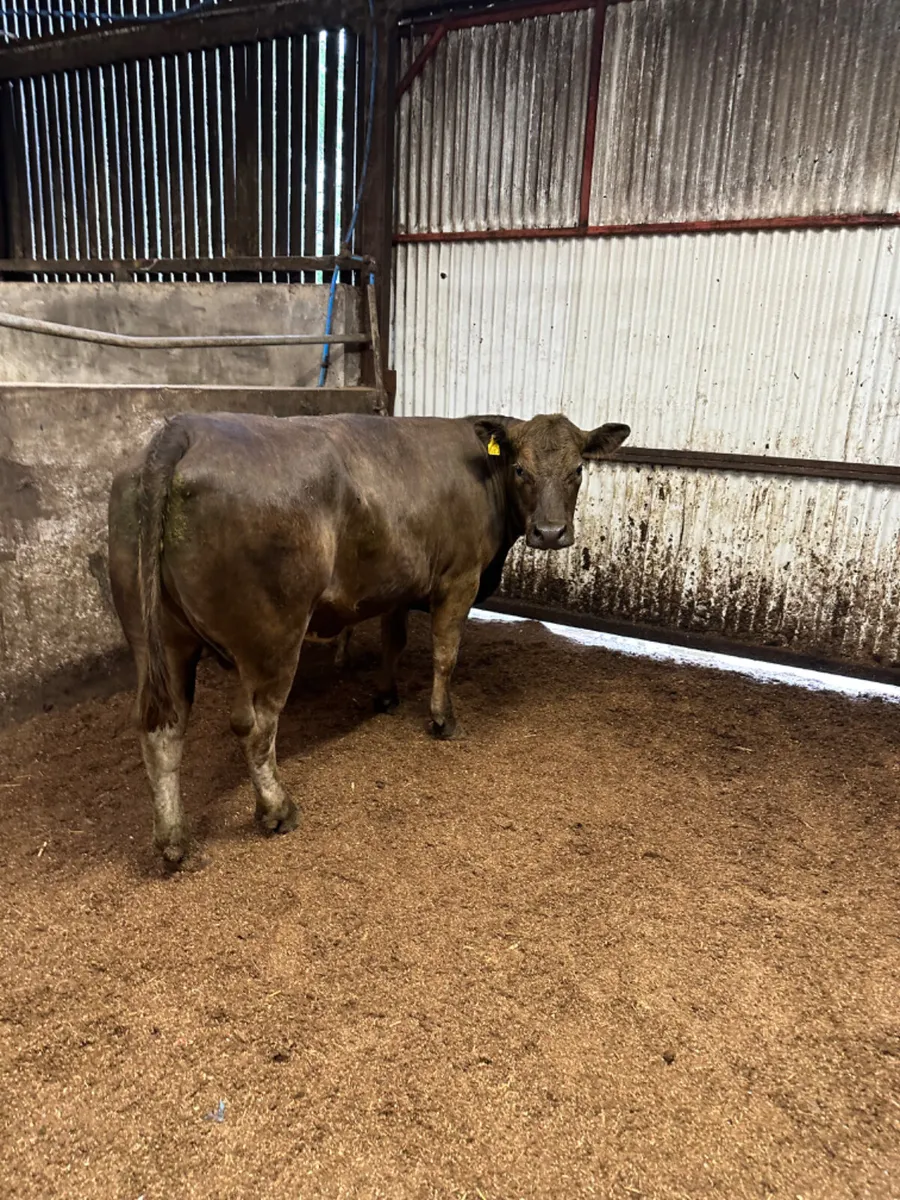 Lim cow and heifer calve - Image 4