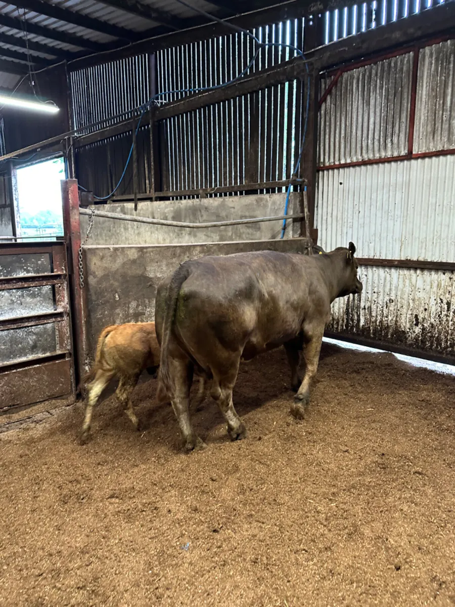 Lim cow and heifer calve - Image 1