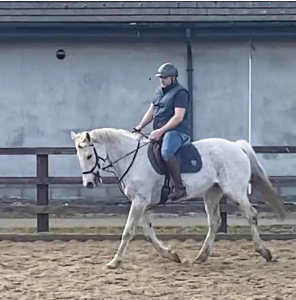 Experienced Mare - Image 2