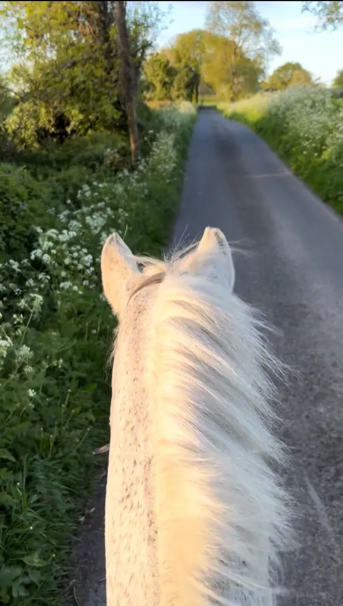 Experienced Mare - Image 3