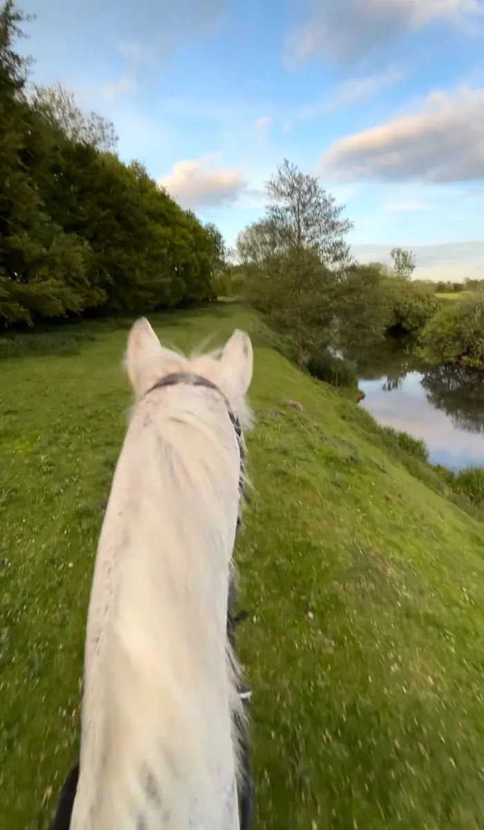 Experienced Mare - Image 4