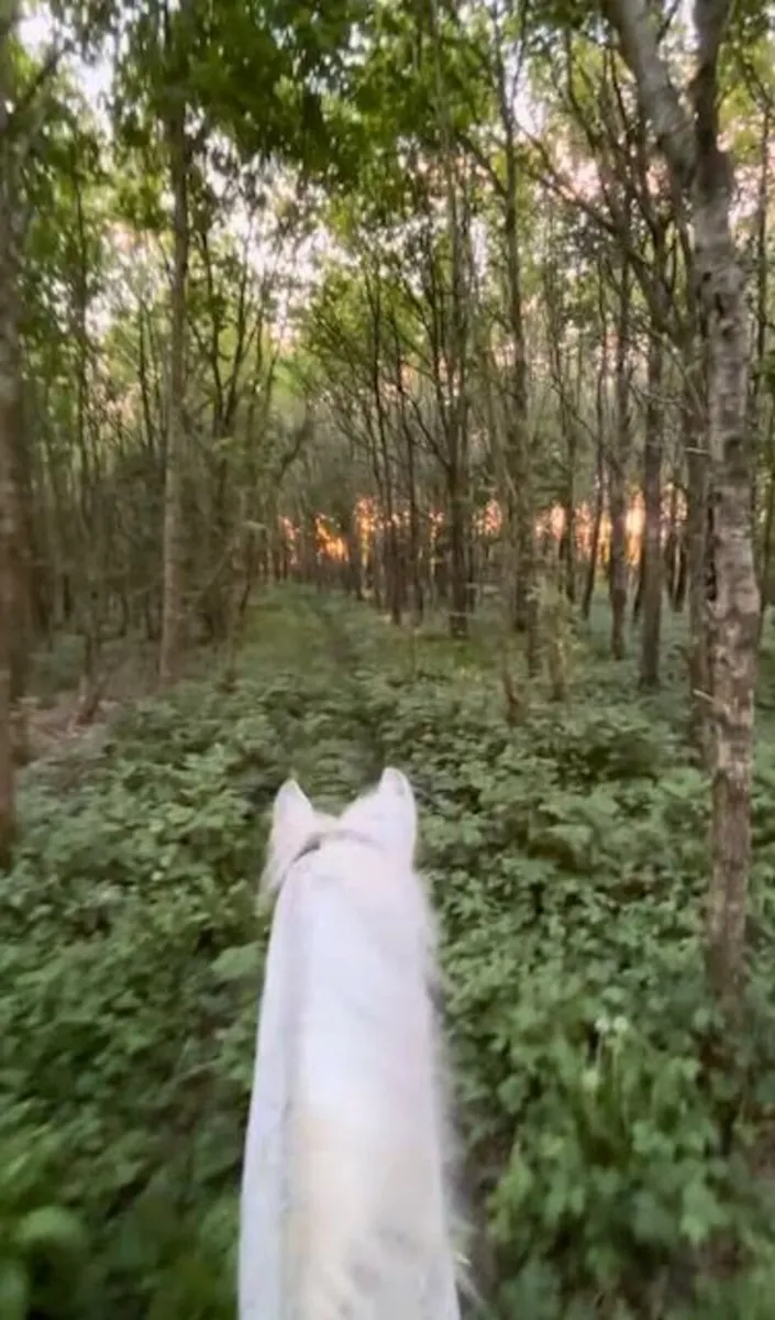 Experienced Mare - Image 1