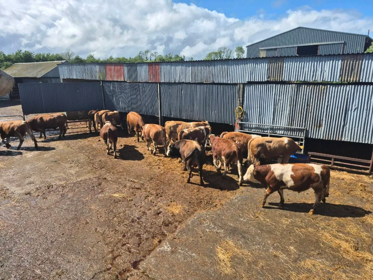 16 Bulls - Image 1