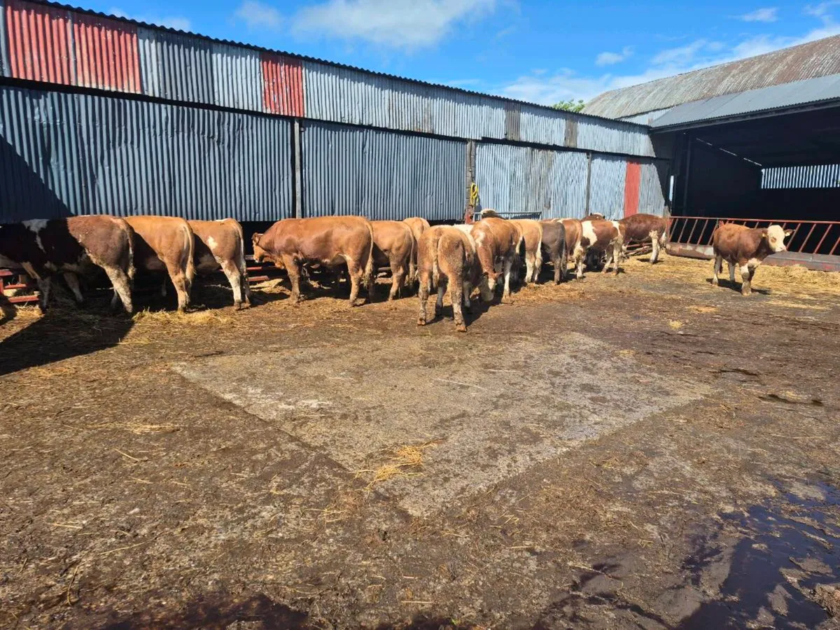 16 Bulls - Image 3