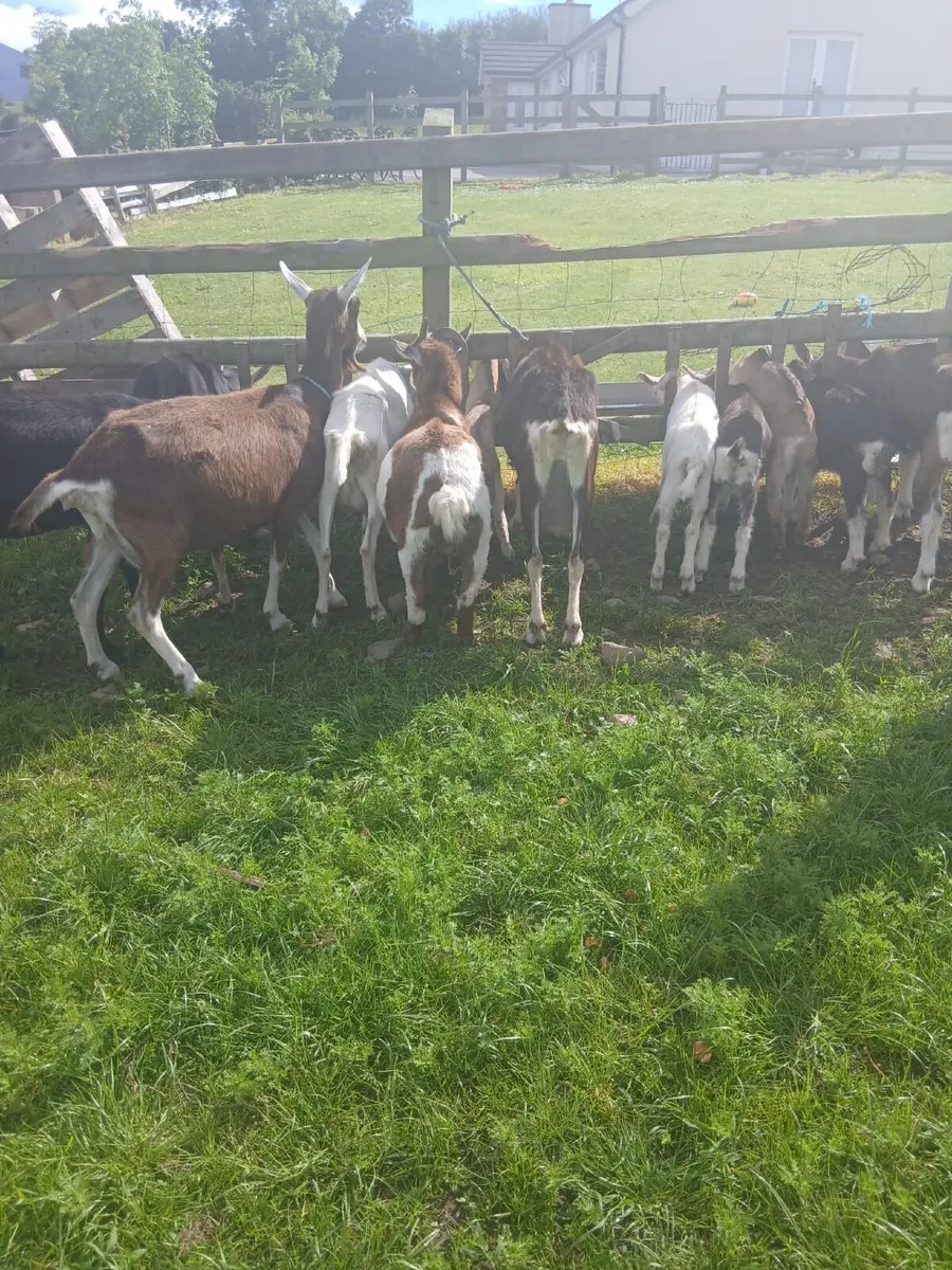Pure bred alpine Goats - Image 4