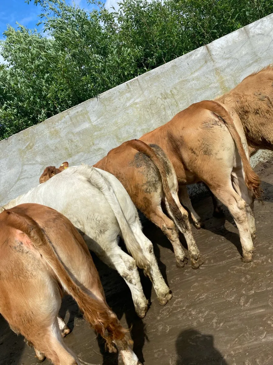 8 super suckler bred heifer weanlings - Image 1