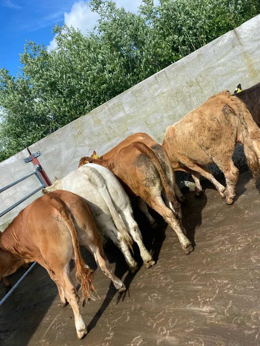 8 super suckler bred heifer weanlings - Image 2