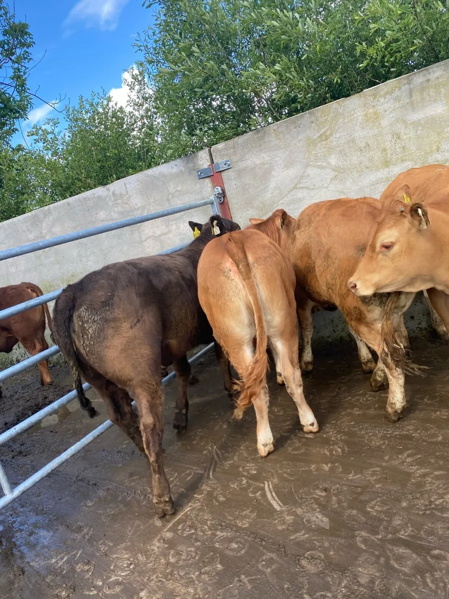 8 super suckler bred heifer weanlings - Image 3